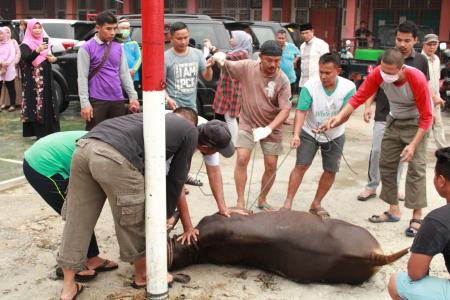 Kegiatan Qurban Di Yayasan Masmur 2019