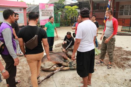 Kegiatan Qurban Di Yayasan Masmur 2019 6