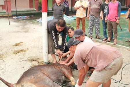 Kegiatan Qurban Di Yayasan Masmur 2019 8